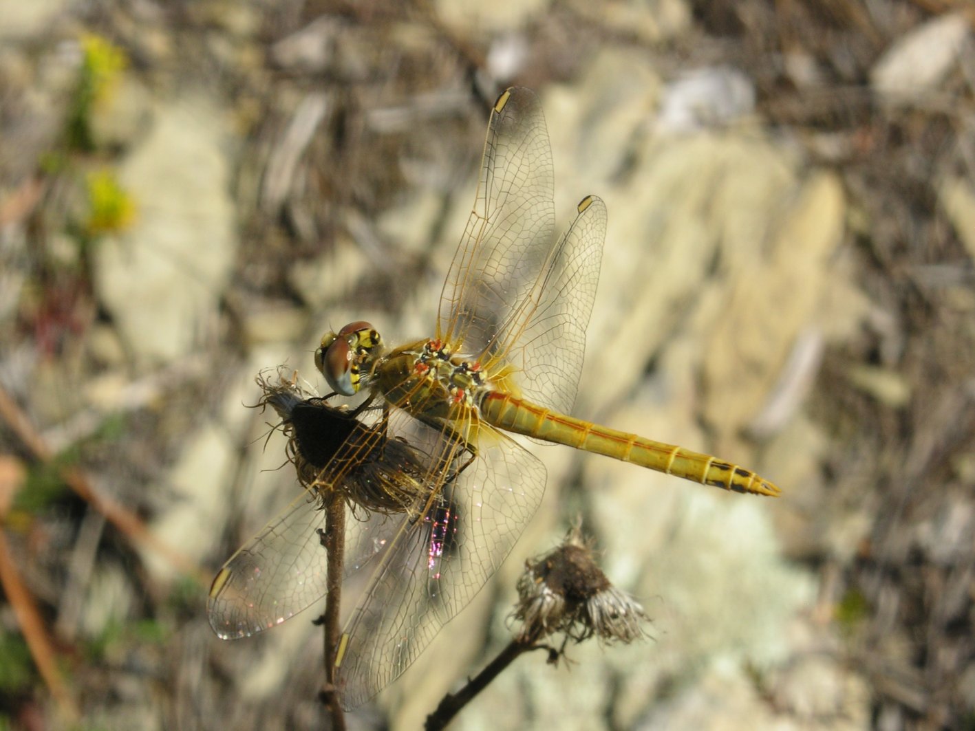 Sympetrum da determinare - Sympetrum fonscolombii