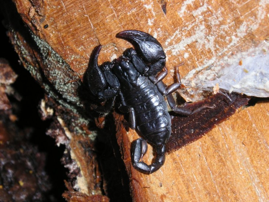 Euscorpius sp.