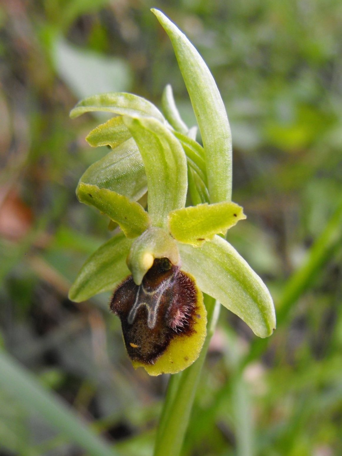 Ophrys quale?
