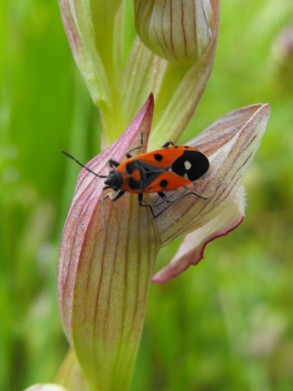 Lygaeidae: Melanocoryphus albomaculatus di Liguria -Sestri L