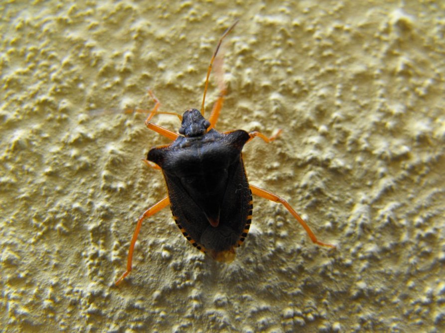 Pentatomidae: Pentatoma rufipes di Liguria (Sestri L.)