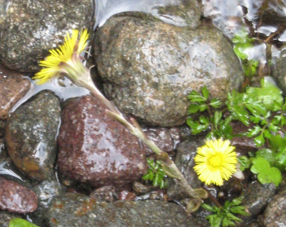 Tussilago farfara