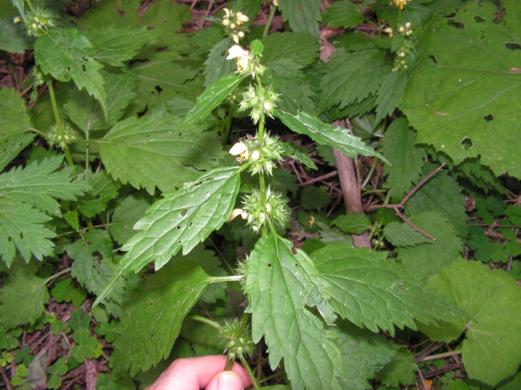 Su alpi orientali.- Lamium cfr. galeobdolon