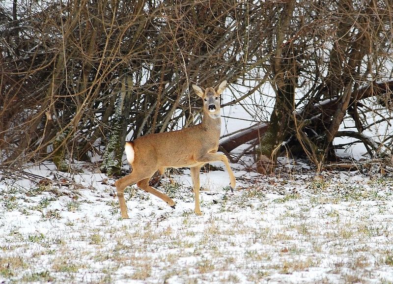 Il Capriolo