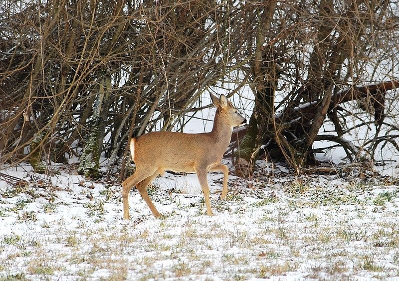 Il Capriolo