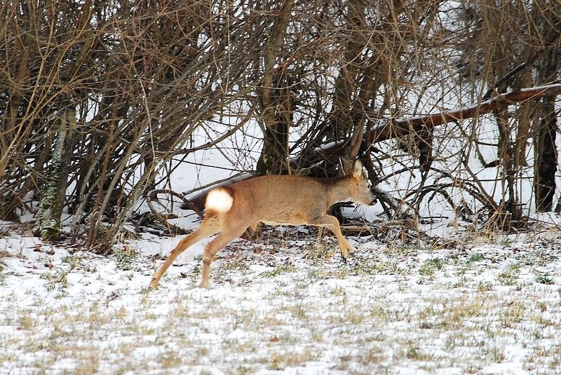 Il Capriolo