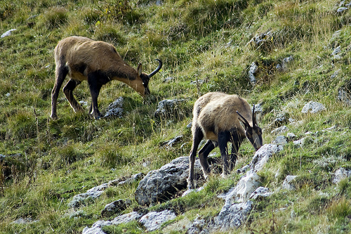 Camoscio d''Abruzzo Rupicapra pyrenaica ornata