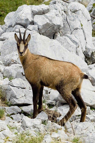 Camoscio d''Abruzzo Rupicapra pyrenaica ornata