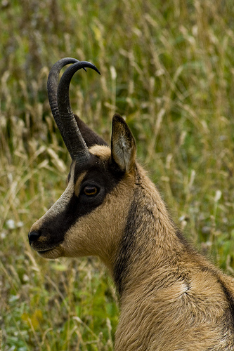 Camoscio d''Abruzzo Rupicapra pyrenaica ornata