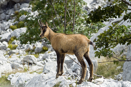 Camoscio d''Abruzzo Rupicapra pyrenaica ornata