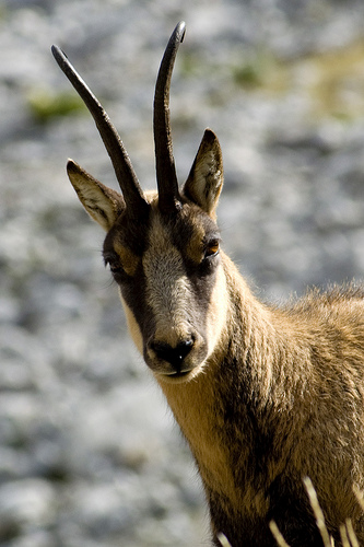 Camoscio d''Abruzzo Rupicapra pyrenaica ornata