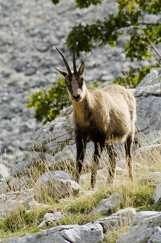 Camoscio d''Abruzzo Rupicapra pyrenaica ornata