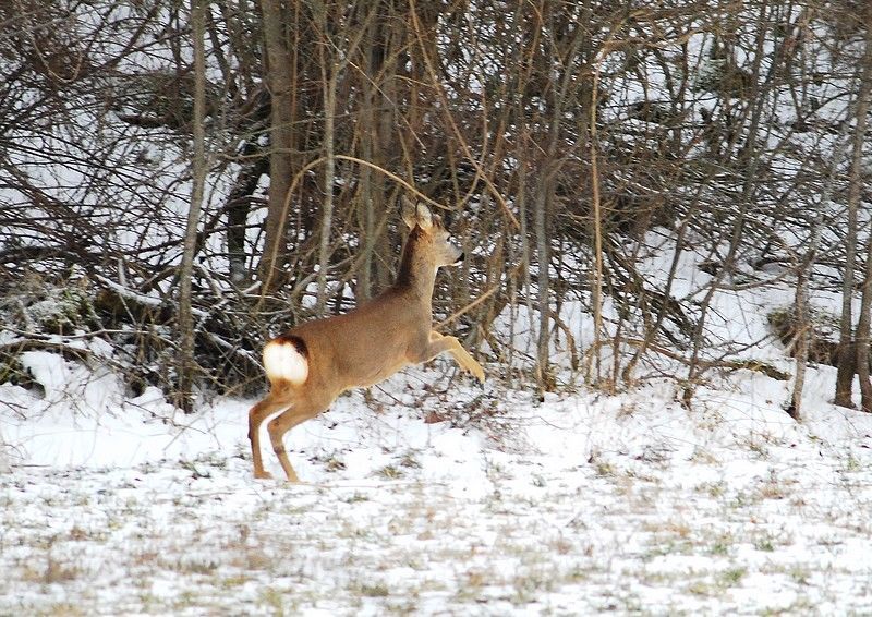 Il Capriolo