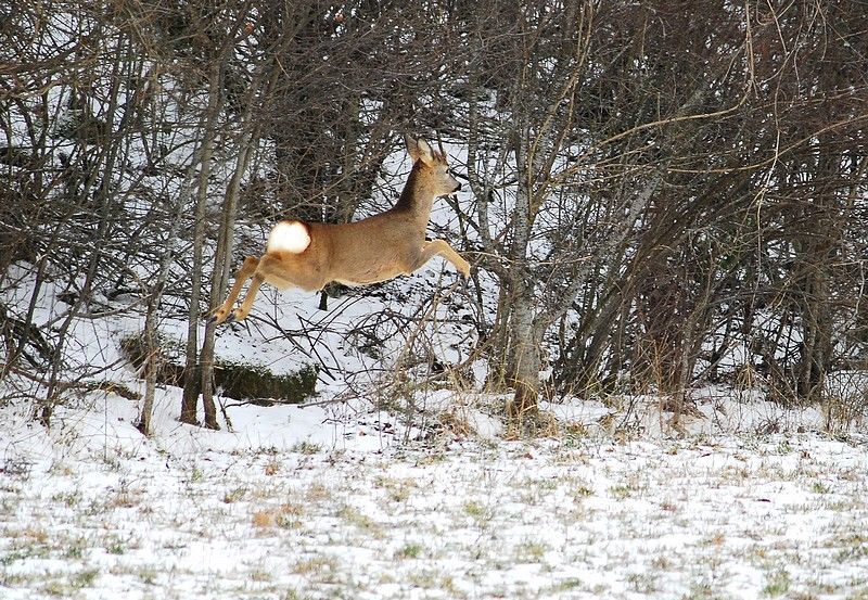 Il Capriolo