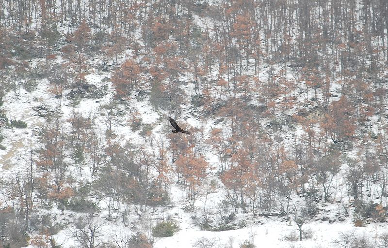 L''Aquila Reale sui Sibillini