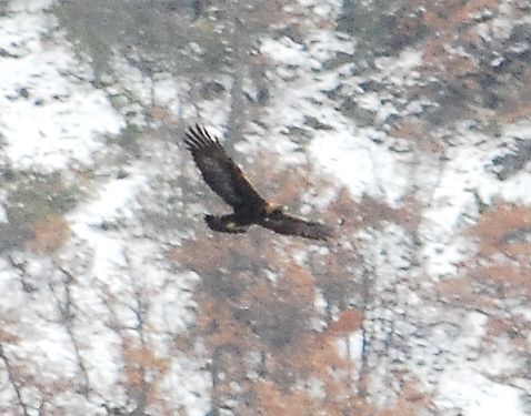 L''Aquila Reale sui Sibillini