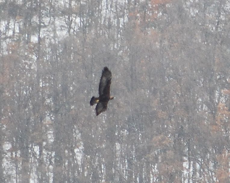 L''Aquila Reale sui Sibillini