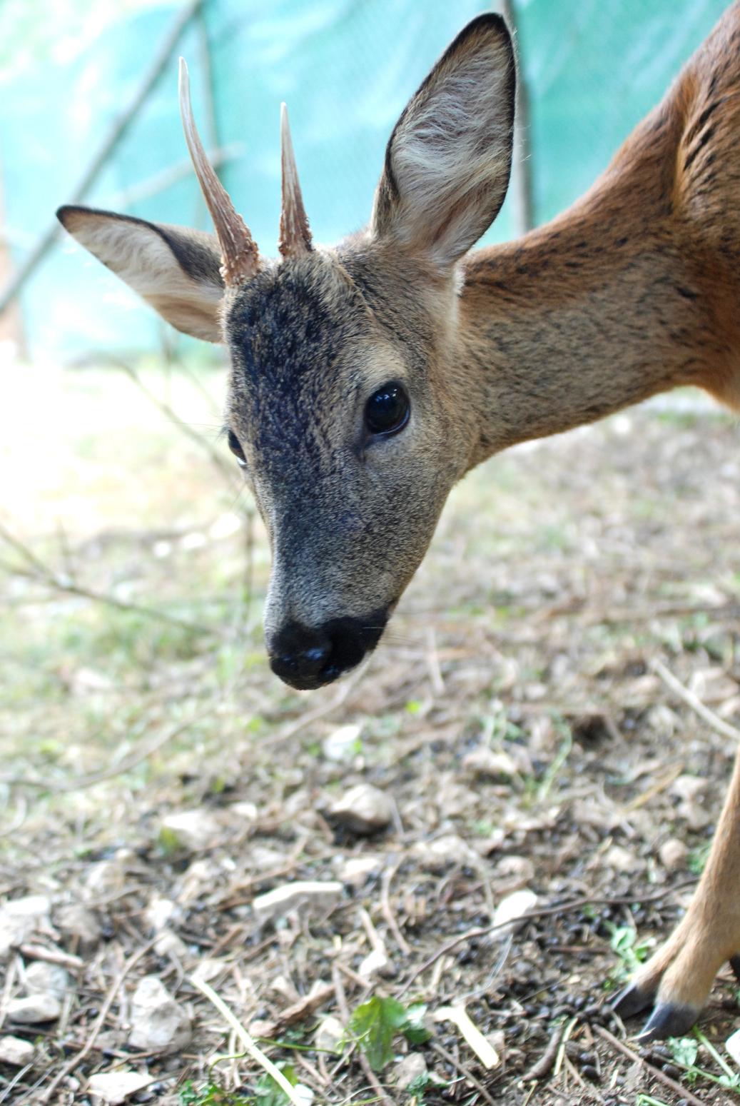 Capriolo curioso