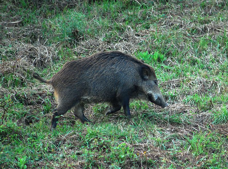 IL CINGHIALE