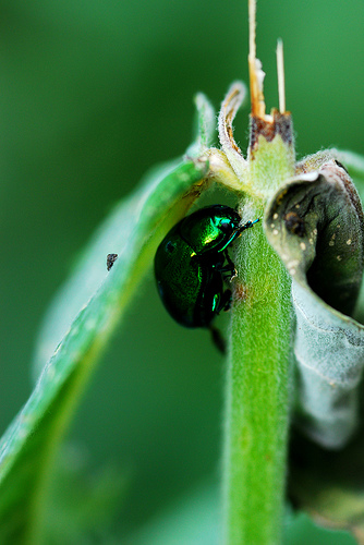 identificazione crisomelide