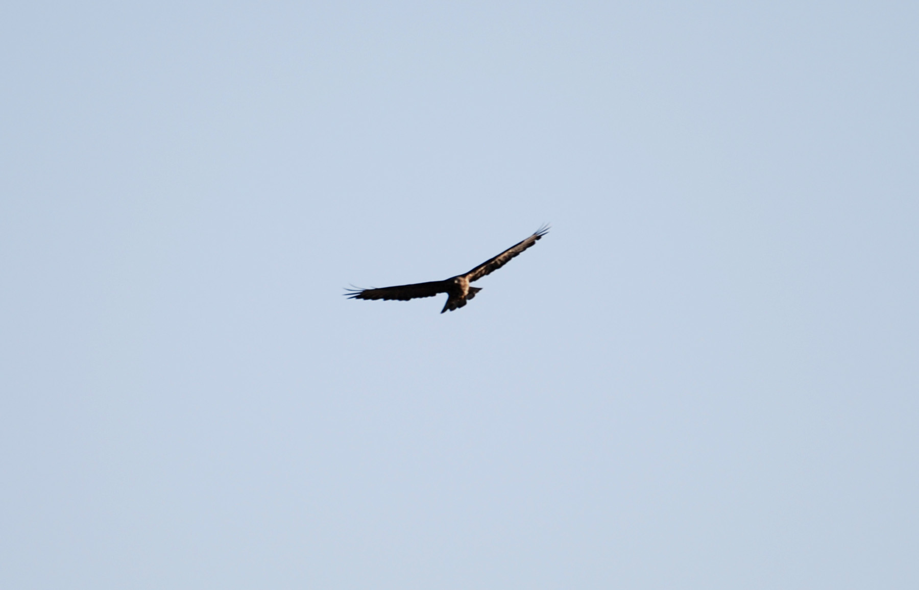 identificazione rapace