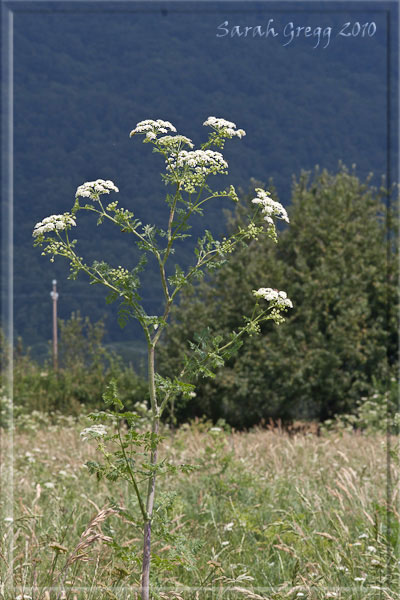 Conium maculatum / Cicuta maggiore