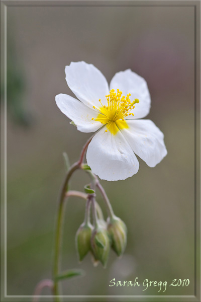 Due Helianthemum (?) dal Morrone