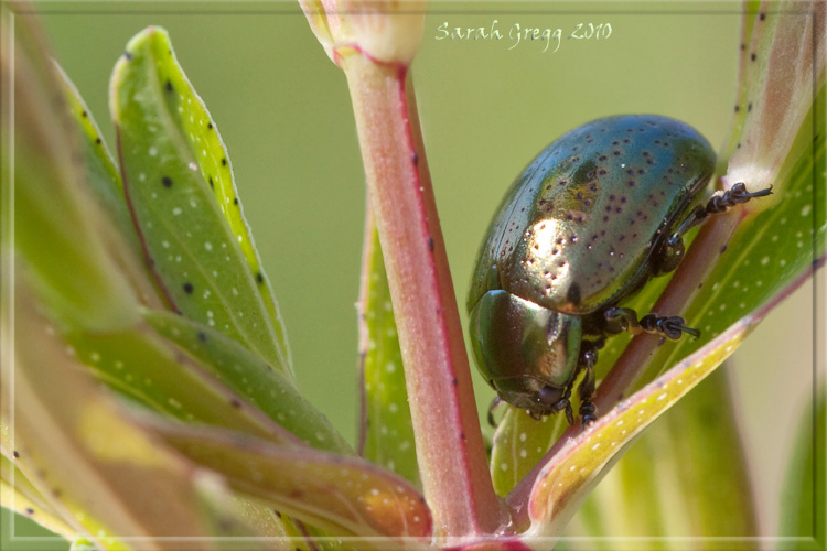 Potrebbe essere Chrysolina hyperici?