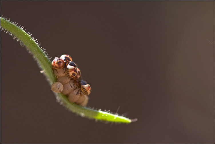 Eterotteri neonati