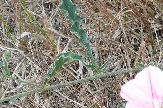 Convolvulus cantabrica