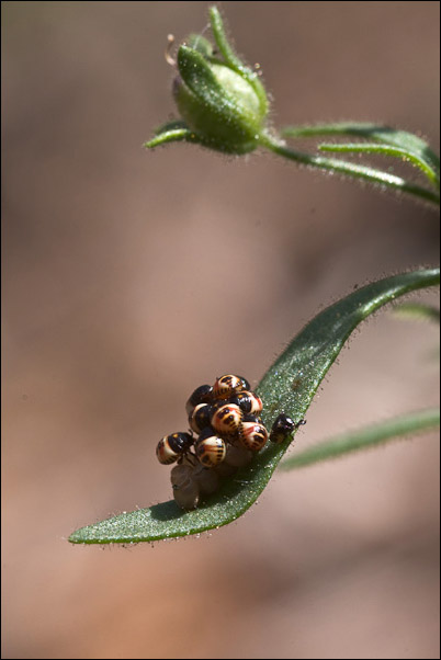 Eterotteri neonati