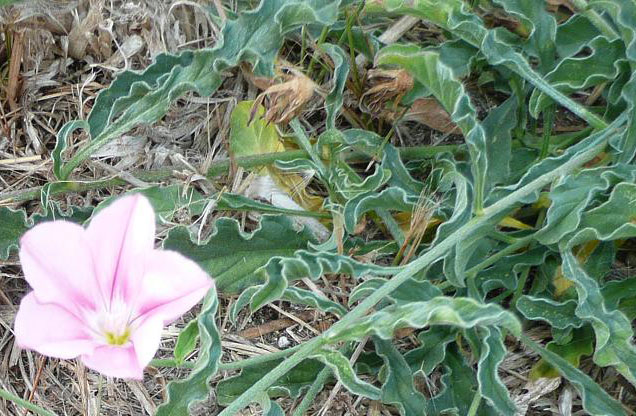 Convolvulus cantabrica