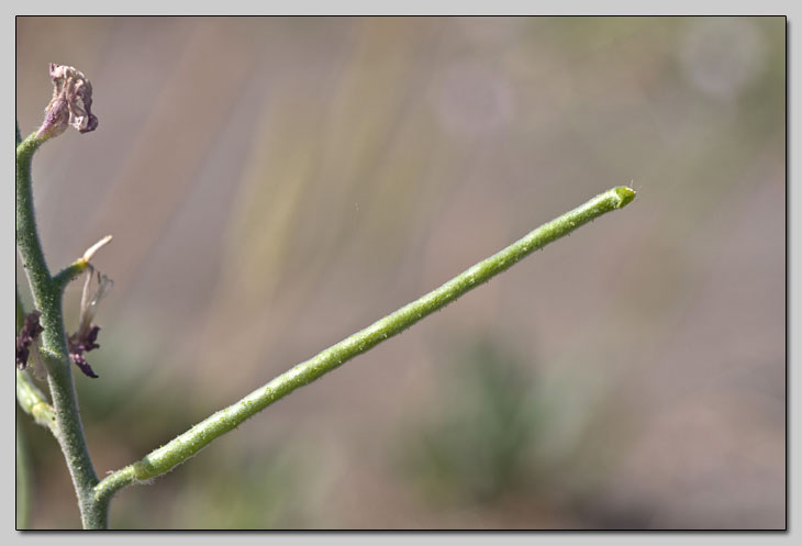 Matthiola sinuata e incana... la differenza?