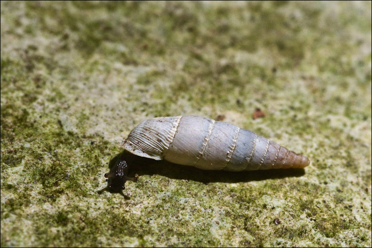 Chiocciola di bosco