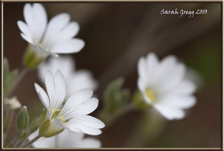 Cerastium abbruzese? - Cerastium tomentosum