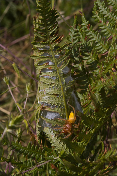 Cheiracanthium sp.