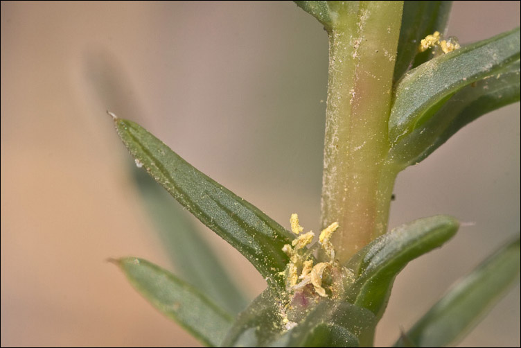 Salsola kali e Salsola soda, nelle tracce di Pan