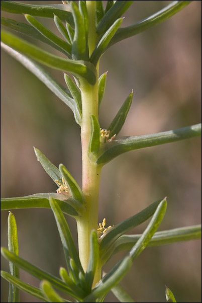 Salsola kali e Salsola soda, nelle tracce di Pan