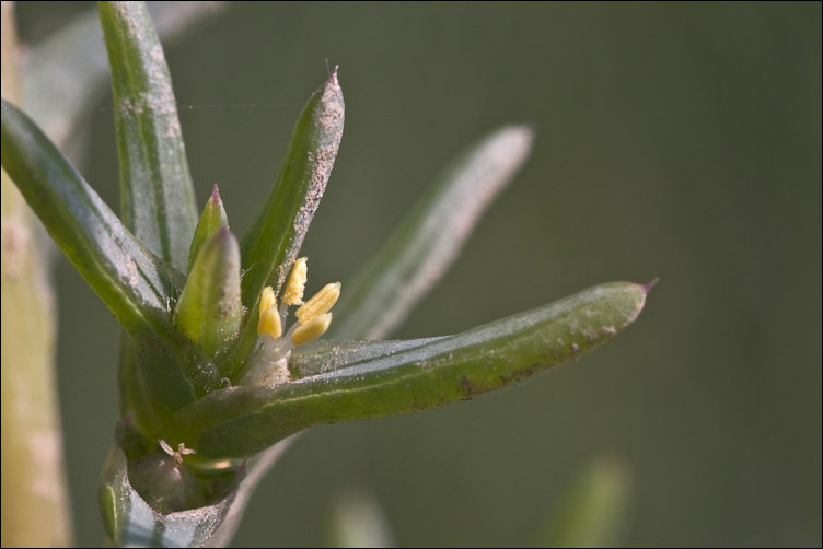 Salsola kali e Salsola soda, nelle tracce di Pan