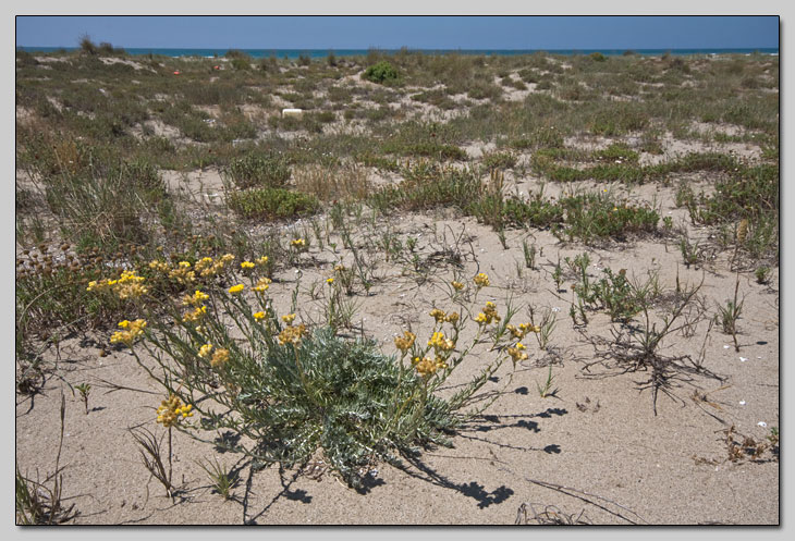 Due Helichrysum a confronto