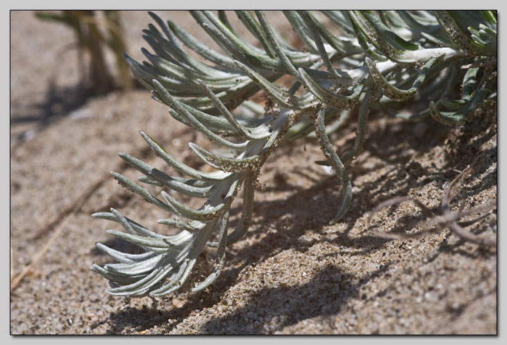 Due Helichrysum a confronto