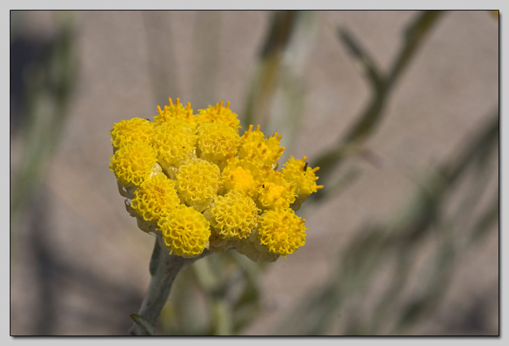 Due Helichrysum a confronto