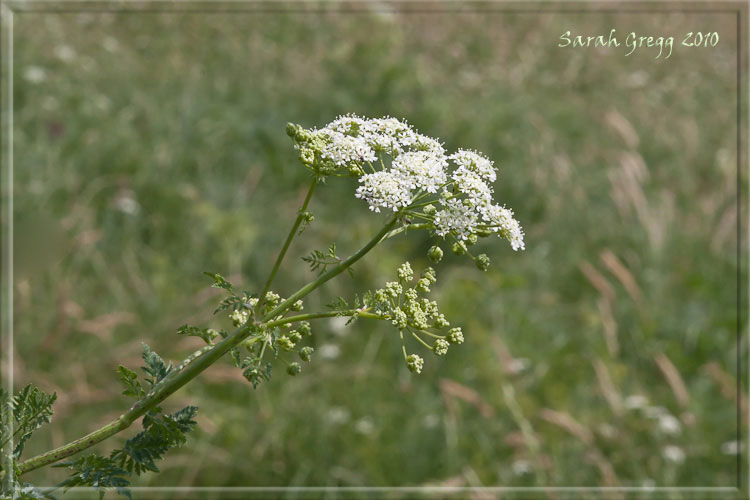 Conium maculatum / Cicuta maggiore