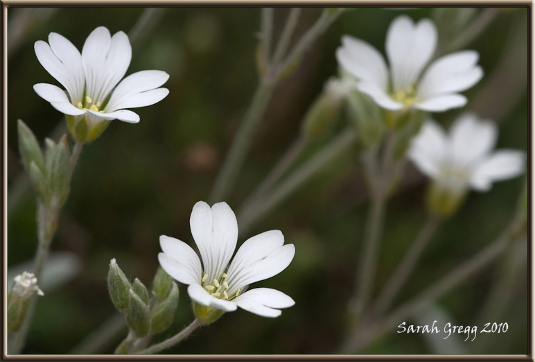 Cerastium abbruzese? - Cerastium tomentosum