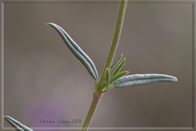 Due Helianthemum (?) dal Morrone