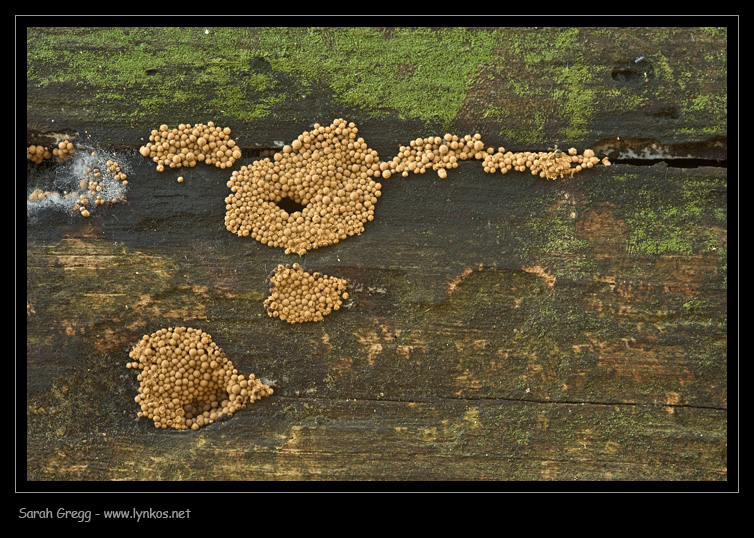 Myxomycetes, che passione... Cribaria argillacea?