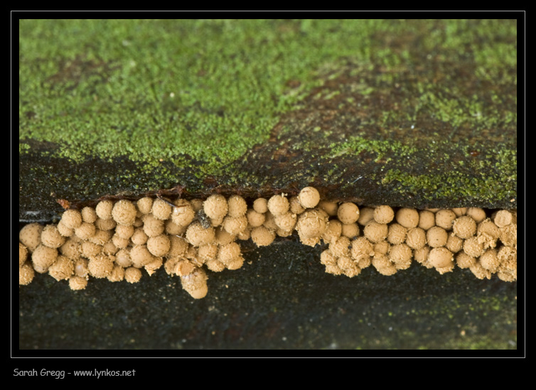 Myxomycetes, che passione... Cribaria argillacea?