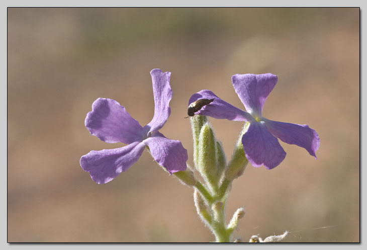 Matthiola sinuata e incana... la differenza?