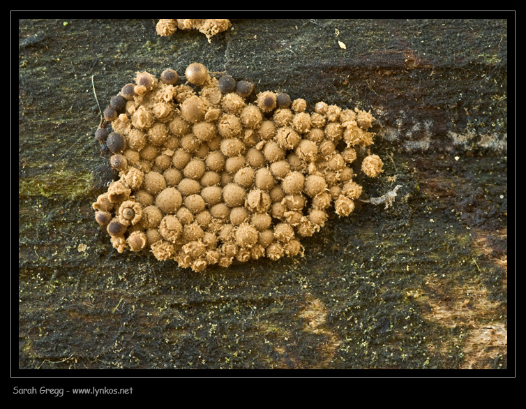 Myxomycetes, che passione... Cribaria argillacea?