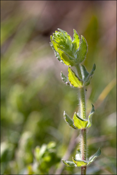 Cruciata laevipes